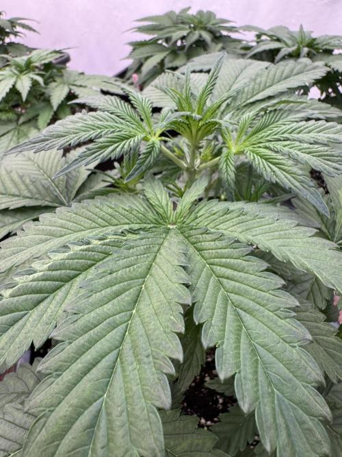 Cherish the Cherry Cola. Week 3