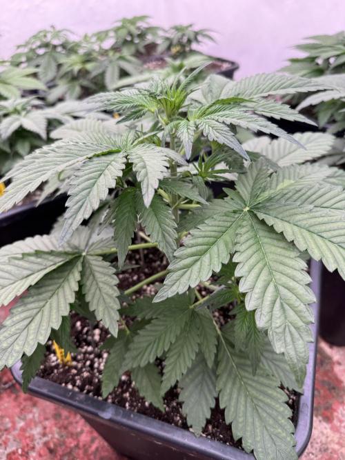 Cherish the Cherry Cola. Week 3