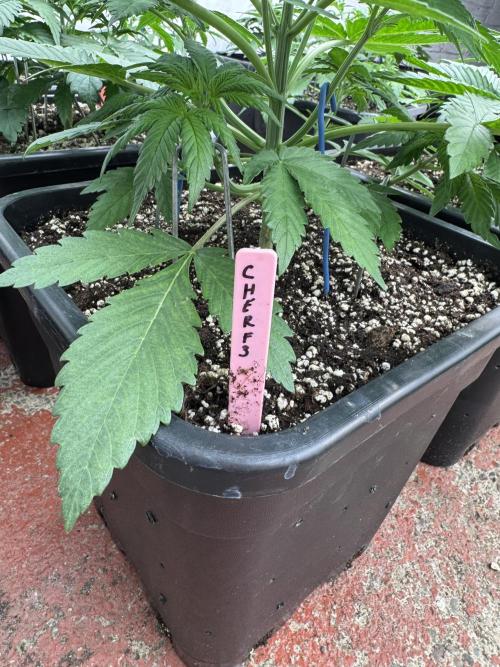 Five Dollar Shake 🍒. Week 3