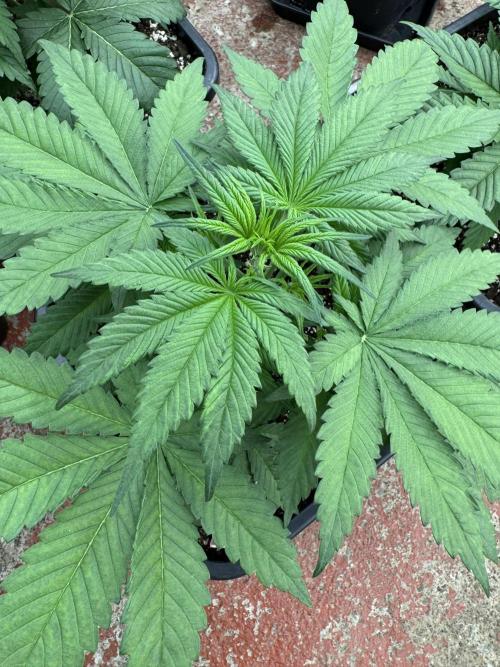 Five Dollar Shake 🍒. Week 3