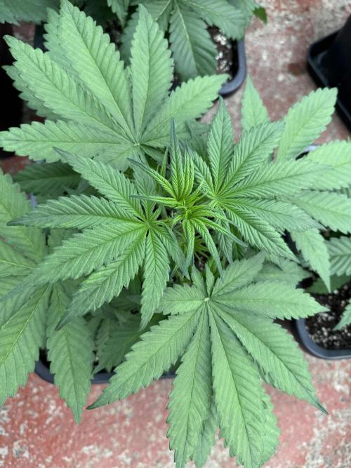 Five Dollar Shake 🍒. Week 3