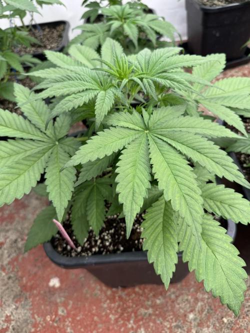 Five Dollar Shake 🍒. Week 3