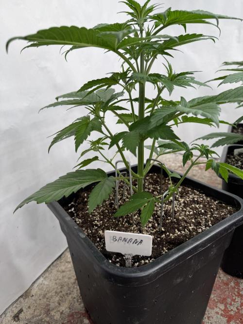 Bottle Bottoms ♻️. Week 3