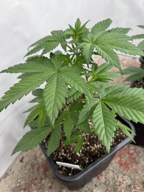 Bottle Bottoms ♻️. Week 3