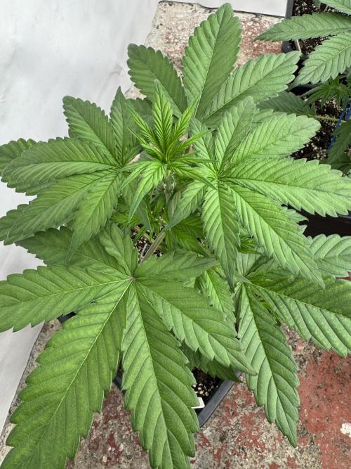 Bottle Bottoms ♻️. Week 3