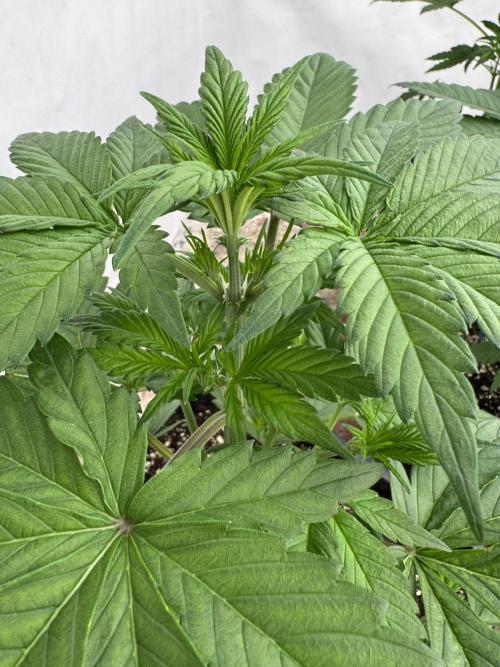 Bottle Bottoms ♻️. Week 3