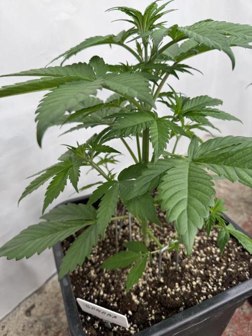 Bottle Bottoms ♻️. Week 3