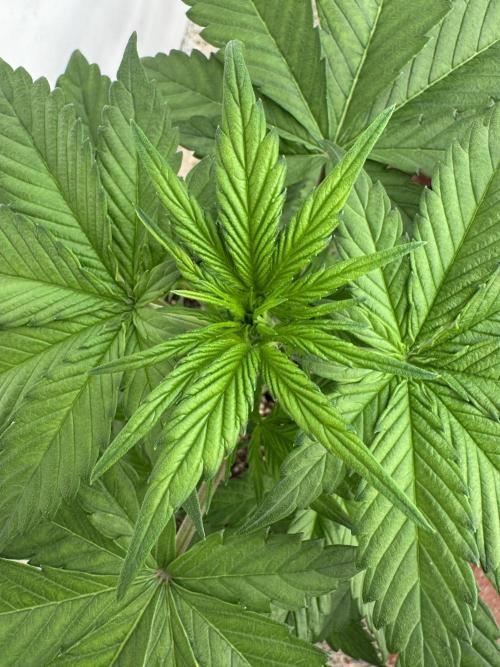 Bottle Bottoms ♻️. Week 3