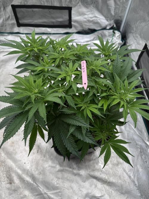 Doughnut Time 🍩. Week 8