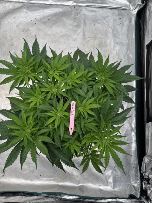 Doughnut Time 🍩. Week 8