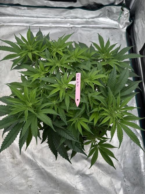 Doughnut Time 🍩. Week 8