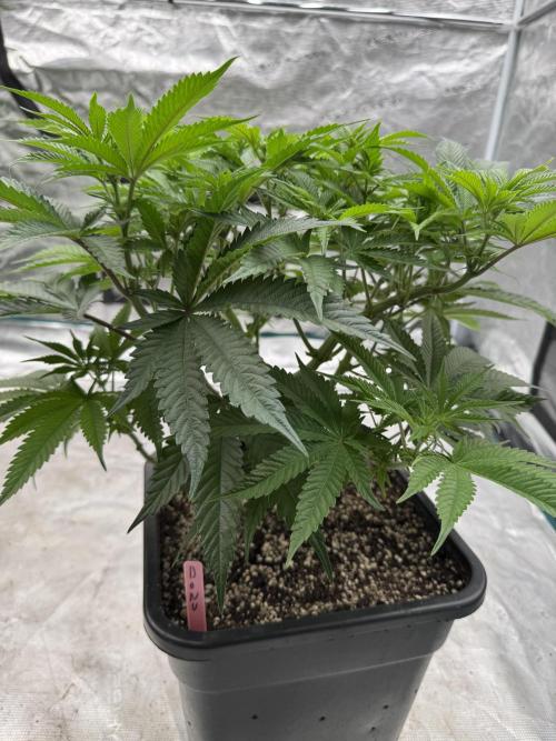 Doughnut Time 🍩. Week 8