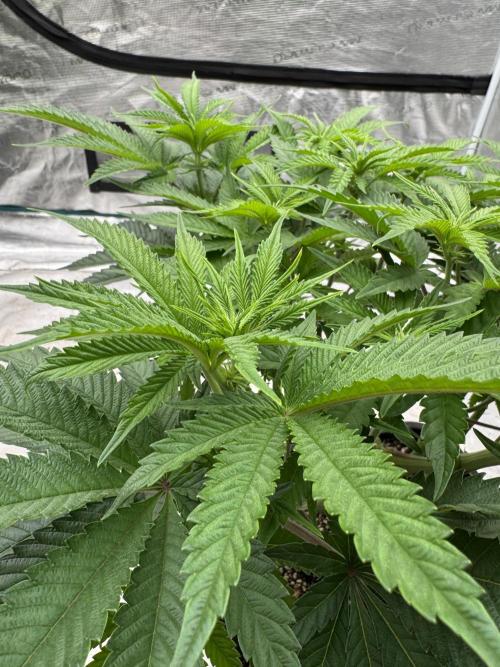 Doughnut Time 🍩. Week 8