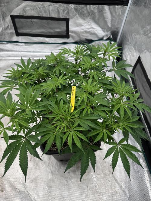 Golden sands 🏜️. Week 8