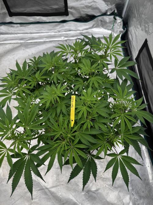 Golden sands 🏜️. Week 8