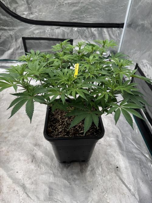 Golden sands 🏜️. Week 8