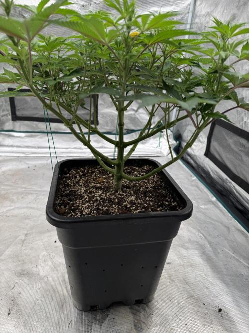 Golden sands 🏜️. Week 8