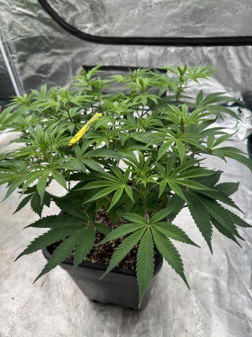 Golden sands 🏜️. Week 8