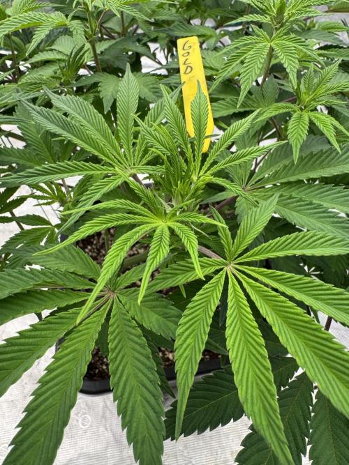 Golden sands 🏜️. Week 8