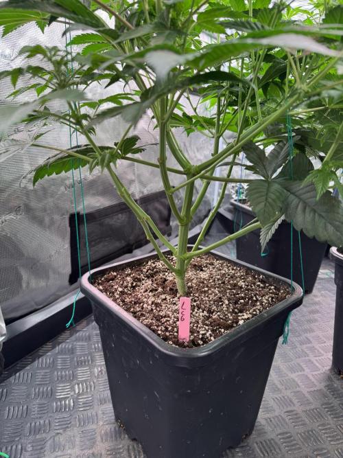 Da Valiotoro 🍦. Week 8