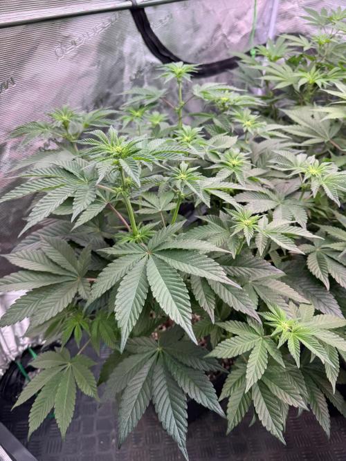 Da Valiotoro 🍦. Week 8