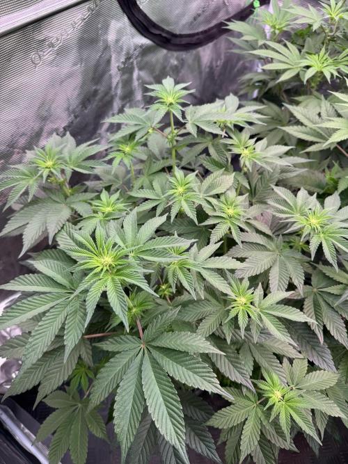 Da Valiotoro 🍦. Week 8