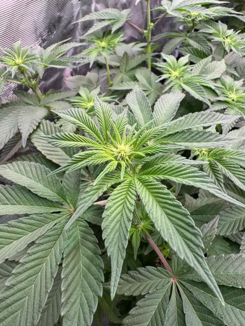 Da Valiotoro 🍦. Week 8