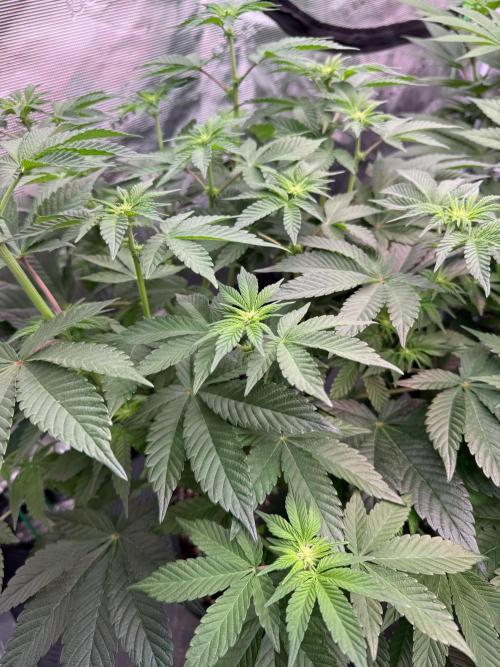 Da Valiotoro 🍦. Week 8