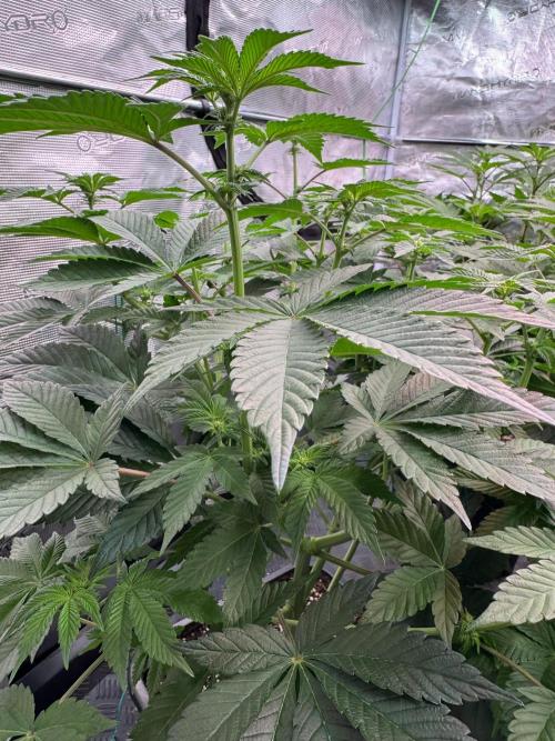 Da Valiotoro 🍦. Week 8