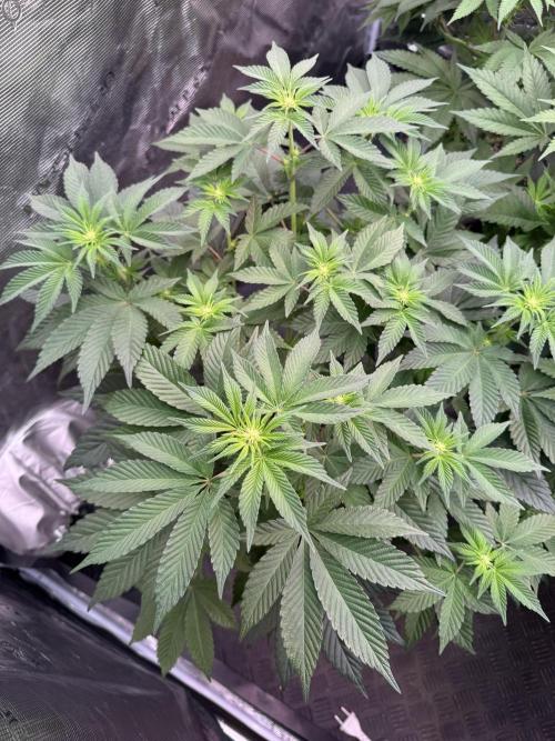 Da Valiotoro 🍦. Week 8