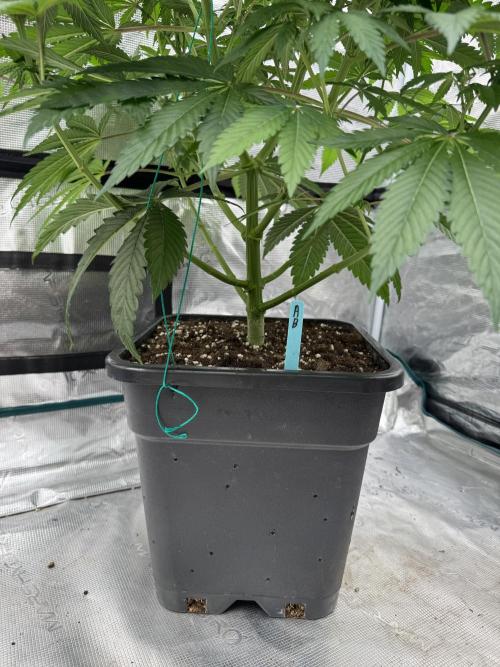 Tropical duo 🏝️. Week 8