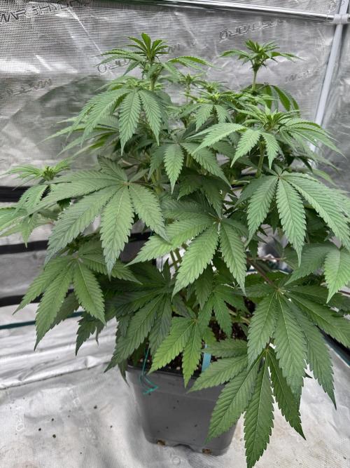 Tropical duo 🏝️. Week 8