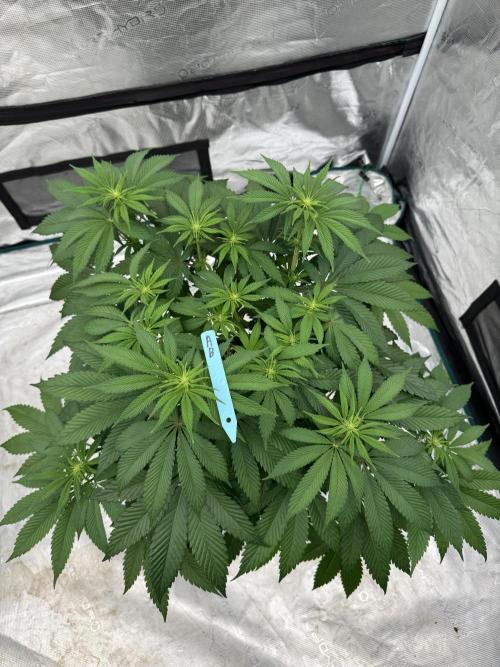 Tropical duo 🏝️. Week 8