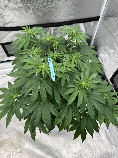 Tropical duo 🏝️. Week 8