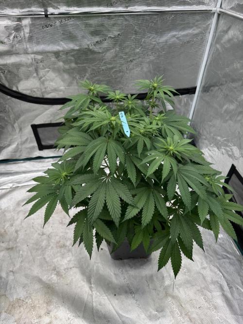 Tropical duo 🏝️. Week 8