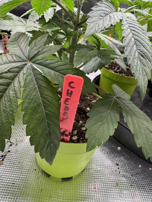 Acai x Black Cherry Funk. Week 3