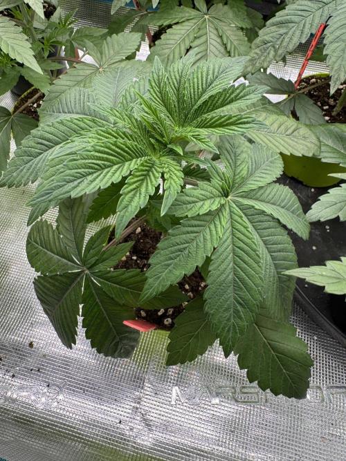 Acai x Black Cherry Funk. Week 3