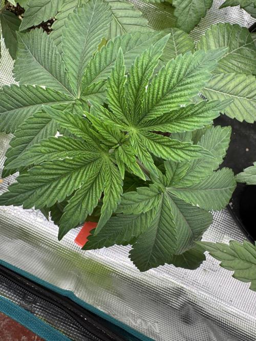 Acai x Black Cherry Funk. Week 3