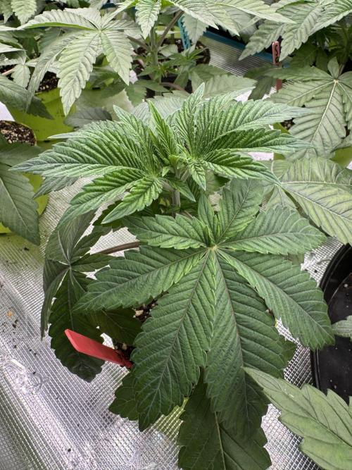 Acai x Black Cherry Funk. Week 3