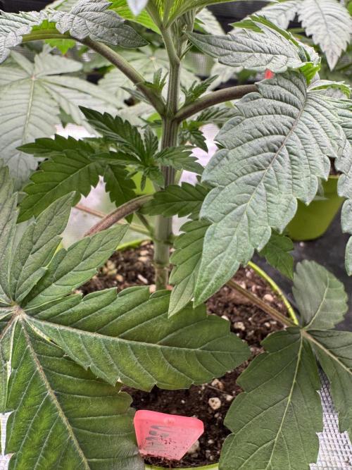 Acai x Black Cherry Funk. Week 3