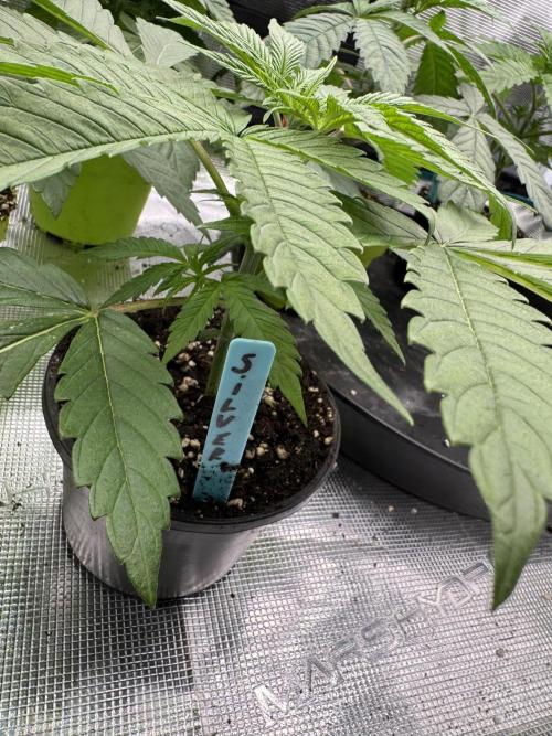 Old School 😶‍🌫️. Week 3