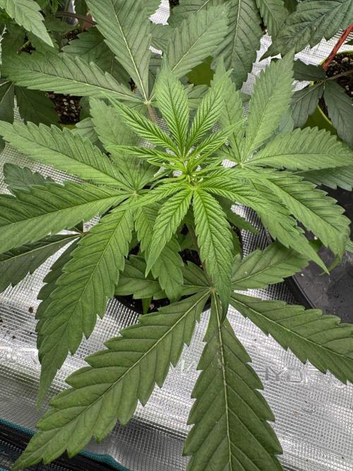 Old School 😶‍🌫️. Week 3