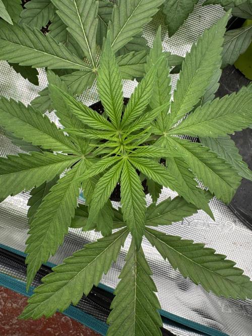 Old School 😶‍🌫️. Week 3