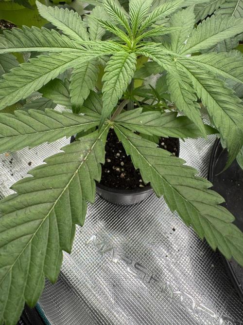 Old School 😶‍🌫️. Week 3