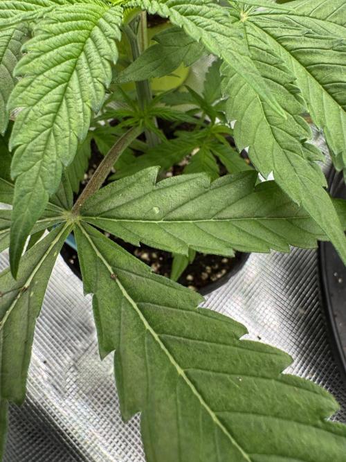 Old School 😶‍🌫️. Week 3