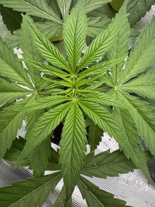 Old School 😶‍🌫️. Week 3