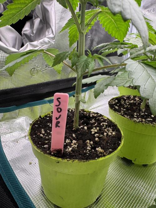 Gas Station ⛽️. Week 3