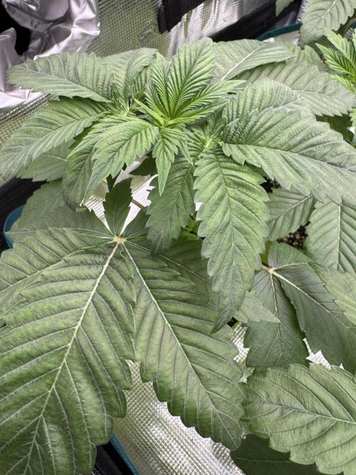 Gas Station ⛽️. Week 3