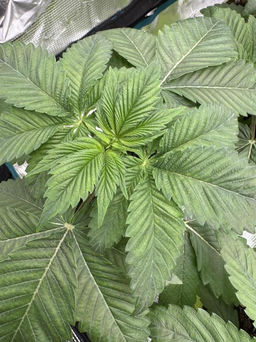 Gas Station ⛽️. Week 3