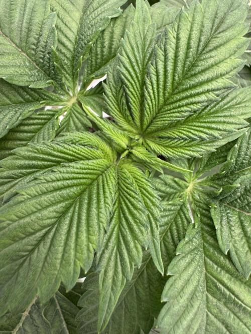 Gas Station ⛽️. Week 3